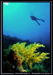 Caroline - my wife - in the waters of the Red Sea... Que ... by Michel Lonfat 